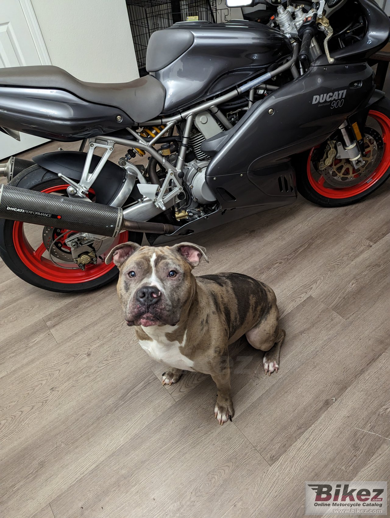 Thumbnail for Ducati SS 900 Supersport 2002
